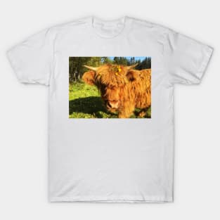 Scottish Highland Cattle Calf 2118 T-Shirt